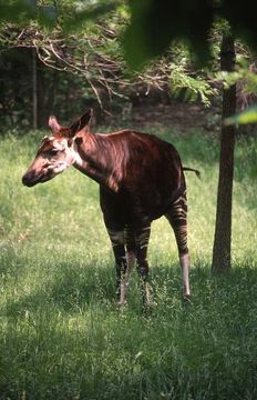 Image of Okapi