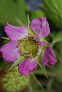 Слика од Rubus hawaiensis A. Gray