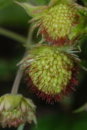 Image de Rubus hawaiensis A. Gray