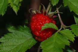 Слика од Rubus hawaiensis A. Gray