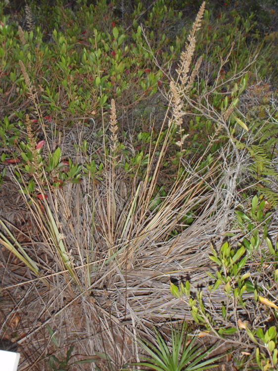 صورة Eragrostis variabilis (Gaudich.) Steud.