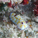 Sivun <i>Chromodoris vibrata</i> kuva