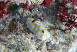 Слика од <i>Chromodoris vibrata</i>