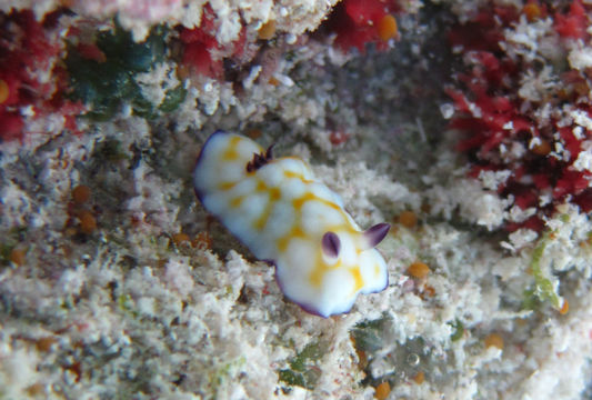 Image of <i>Chromodoris vibrata</i>