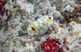 Слика од <i>Chromodoris vibrata</i>