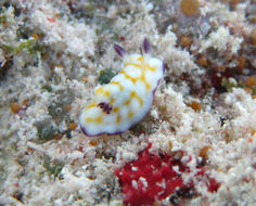 Слика од <i>Chromodoris vibrata</i>