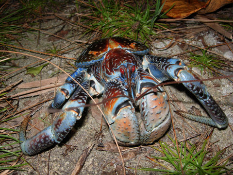 Image of Coconut crab