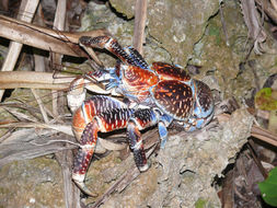 Image of Coconut crab