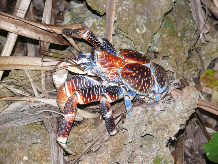 Image of Coconut crab