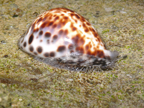 Image of tiger cowrie