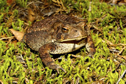 Image of American Toad