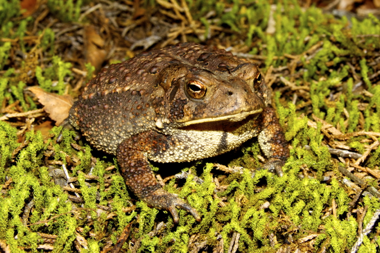 Image de Anaxyrus americanus (Holbrook 1836)