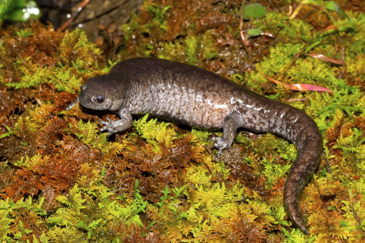 Image of Streamside Salamander