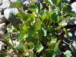 صورة Ranunculus eschscholtzii var. oxynotus (Gray) Jeps.