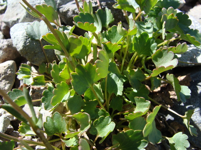 Image of Eschscholtz's buttercup