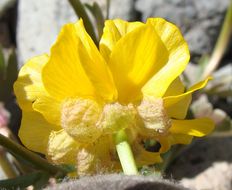 صورة Ranunculus eschscholtzii var. oxynotus (Gray) Jeps.