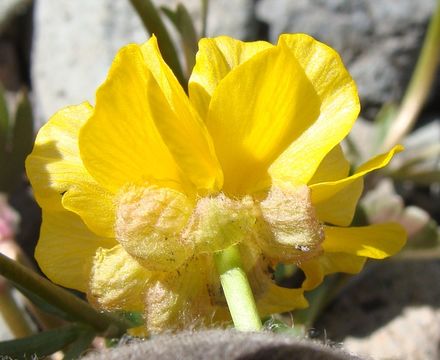 Image of Eschscholtz's buttercup