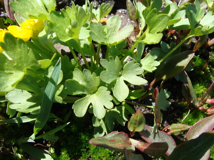 Image of Eschscholtz's buttercup