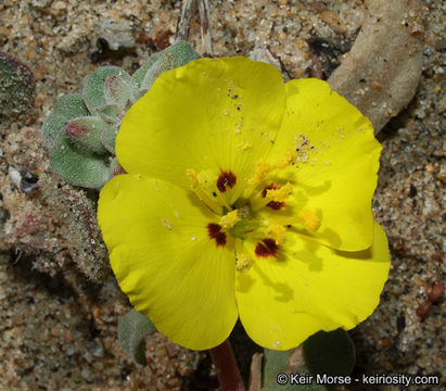 Image of beach suncup