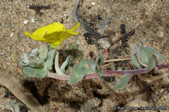 Image of beach suncup