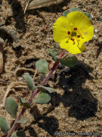 Image of beach suncup