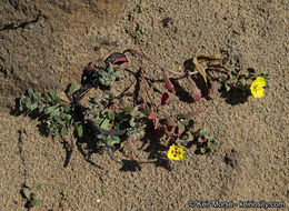 Image of beach suncup