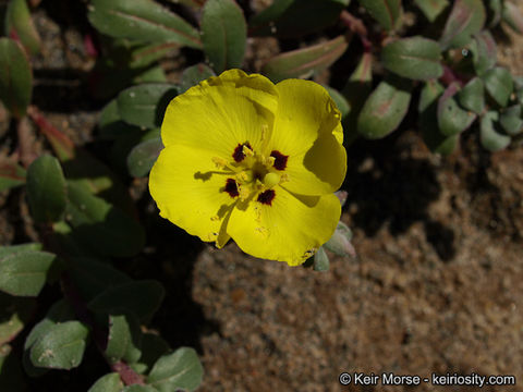 Image of beach suncup