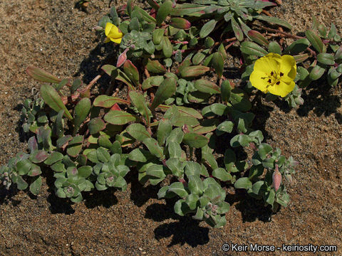 Image de Camissoniopsis cheiranthifolia subsp. suffruticosa (S. Watson) W. L. Wagner & Hoch