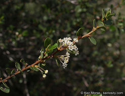 Image of barranca brush