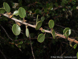 Image of barranca brush