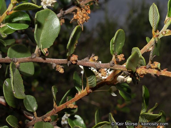 Image of barranca brush