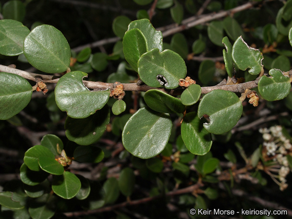 Image of barranca brush