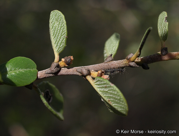 Image of barranca brush