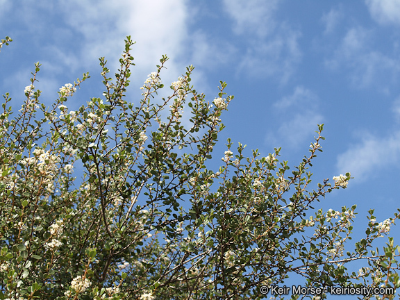 Image of barranca brush