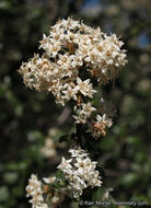 Image of barranca brush