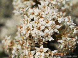 Image of barranca brush