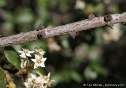 Image of barranca brush