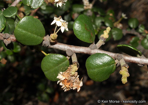 Image of barranca brush