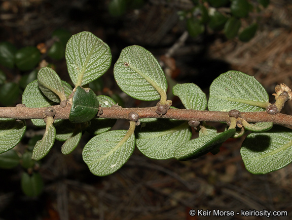 Image of barranca brush