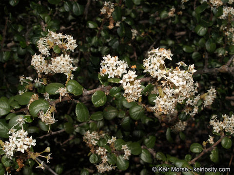 Image of barranca brush