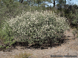 Image of barranca brush