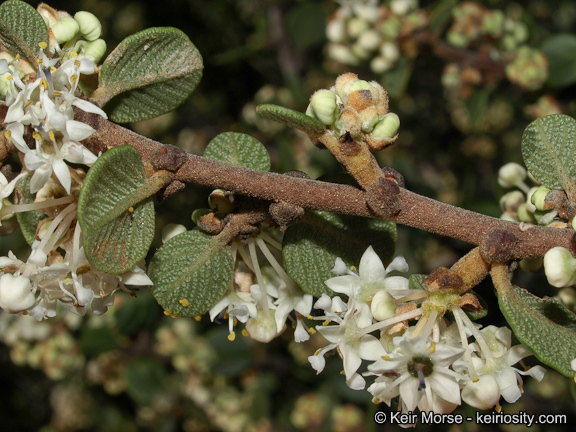 Image of barranca brush