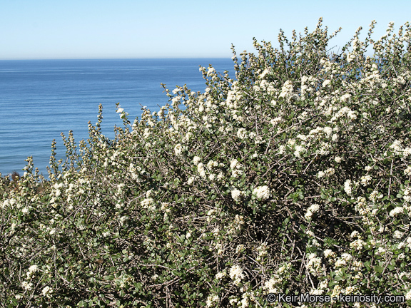 Image of barranca brush