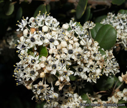 Image of barranca brush