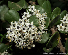 Image of barranca brush