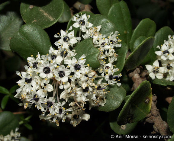 Image of barranca brush