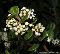 Image of barranca brush