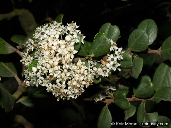 Image of barranca brush