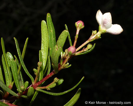 Image of bush rue