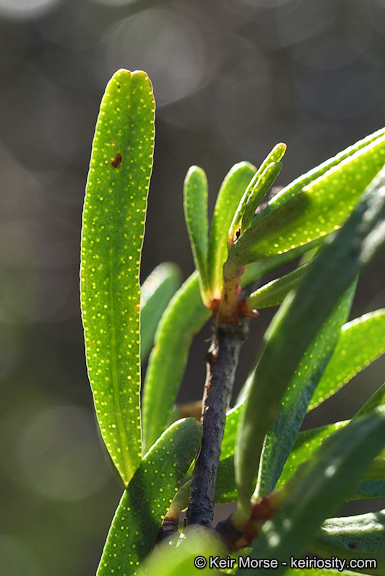 Image of bush rue